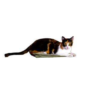 A Calico Cat Resting Comfortably Indoors On A Concrete Surface In Tunis, Tunisia. 15909 - Cat PNG image with transparent background